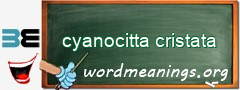 WordMeaning blackboard for cyanocitta cristata
